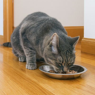 Gamelles chaton | Ergonomiques - Chicetchat