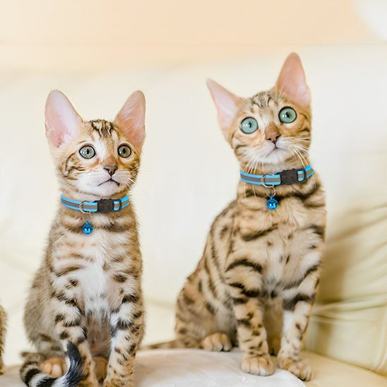 Collier chat - Monminouchat