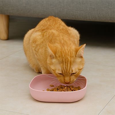 Gamelles chat | Design Élégance - Chicetchat