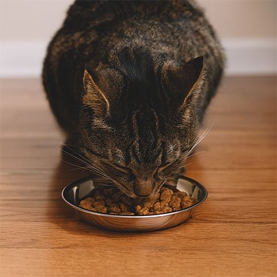 Gamelles chaton | Ergonomiques - Chicetchat