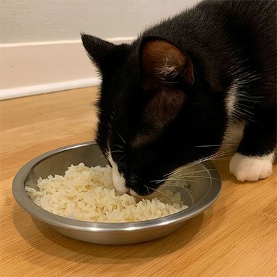 Gamelles chaton | Ergonomiques - Chicetchat