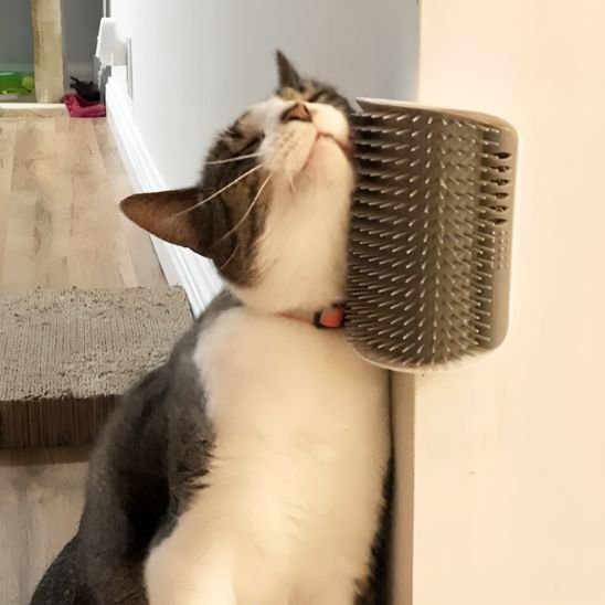 Brosse chat | Lynex - Monminouchat