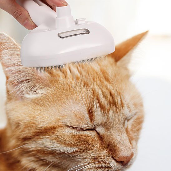 Brosse chat | Furlex - Chicetchat
