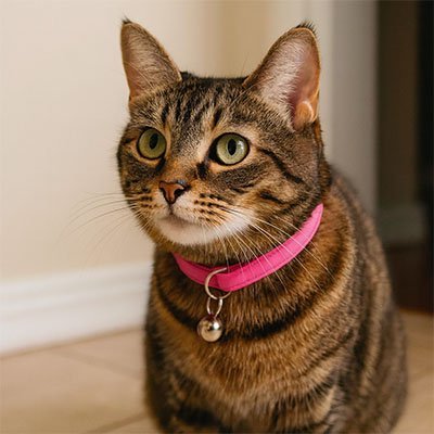 Collier pour chat | Simple - et - chic - accessoire - leger - ajustable - et - raffine - intemporel - Monminouchat