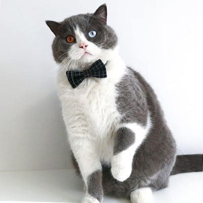 Collier Chat | Mon Beau Félin Élégant et Confortable - Monminouchat