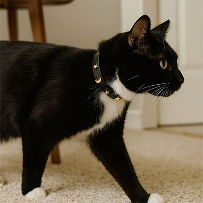Collier pour Chat | Étoiles et lunes un accessoire élégant, sécurisé et confortable - Monminouchat