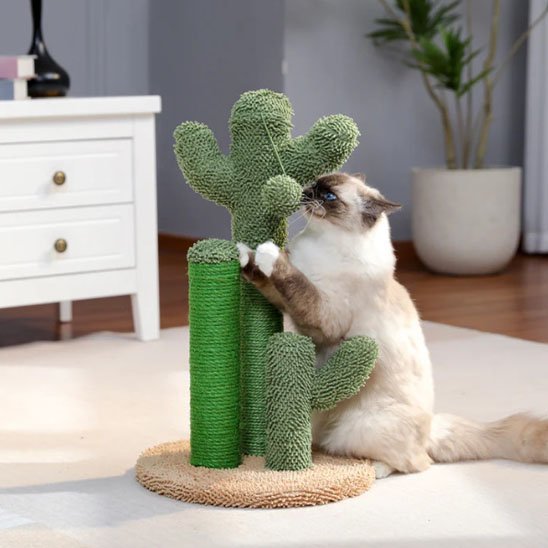 Griffoir chat | Cactus avec tronc en sisal rugueux - Monminouchat