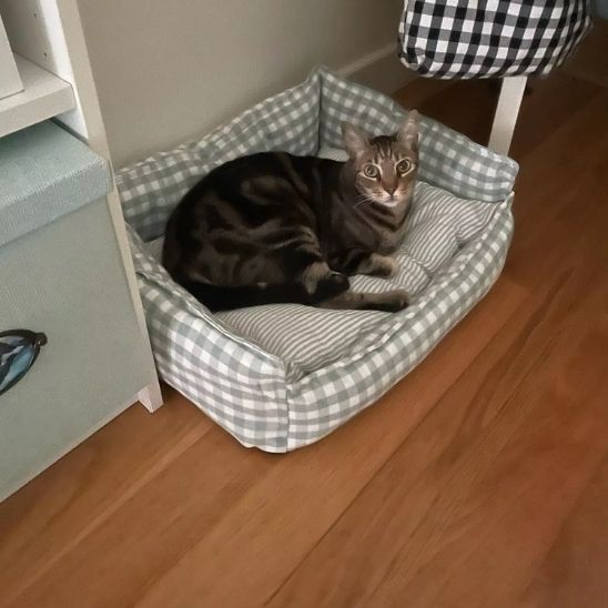 Panier pour chat | PurLove