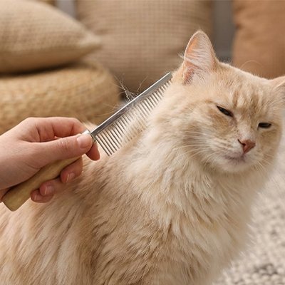 Peigne pour Chat Anti - nœuds | SoyeuxPro - Chicetchat