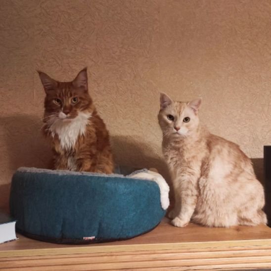 Panier pour Chat | Ergonomique - Chicetchat