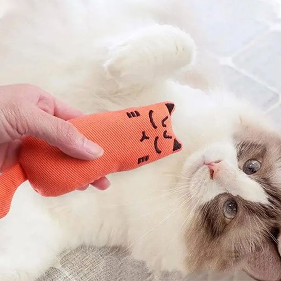 chat interactif | ChasseFéline