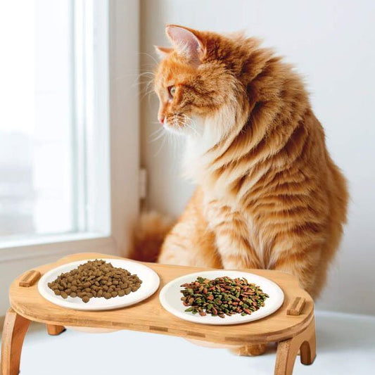 Gamelle chat | Catify - Chicetchat