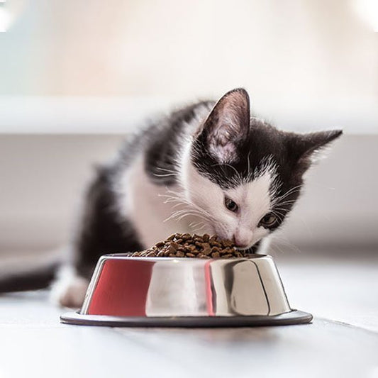 Gamelle chat | Ergonomique Antidérapante - Chicetchat