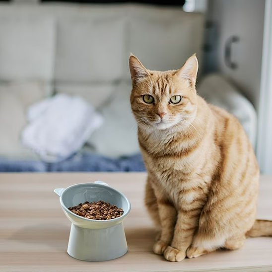 Gamelle chat | DoucePatte - Chicetchat