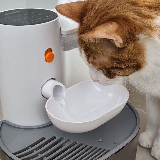 FONTAINE A EAU CHAT | SilencioFlow - Chicetchat