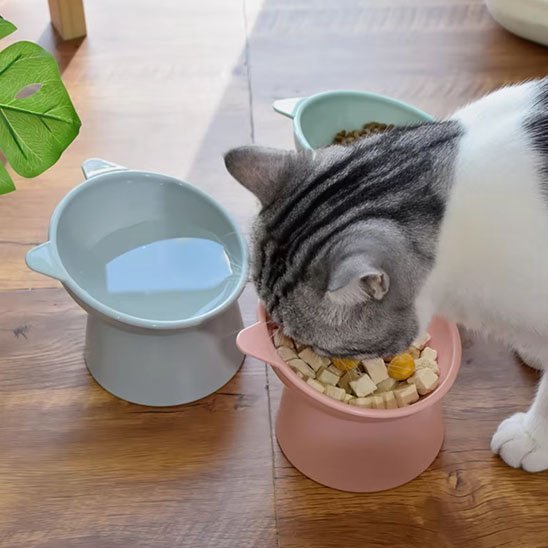 Gamelle chat | DoucePatte - Chicetchat