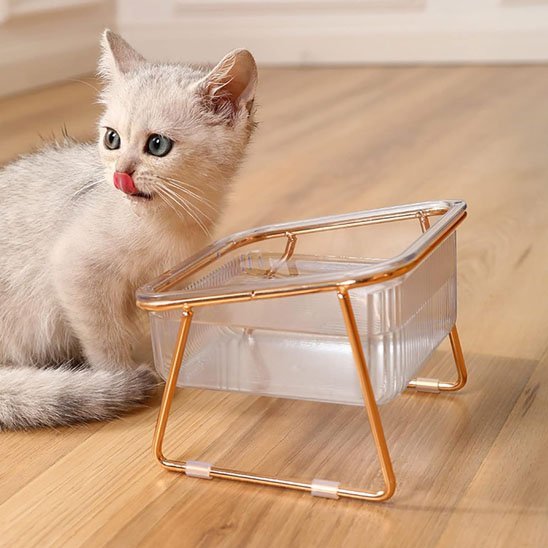 Gamelle chat | Douce Patte - Chicetchat